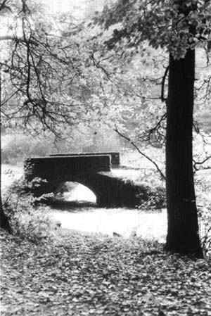 Brücke im Wald